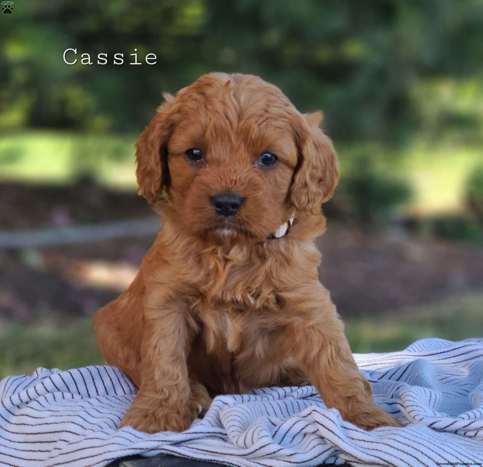 Cassie Cavapoo Puppy For Sale in Pennsylvania